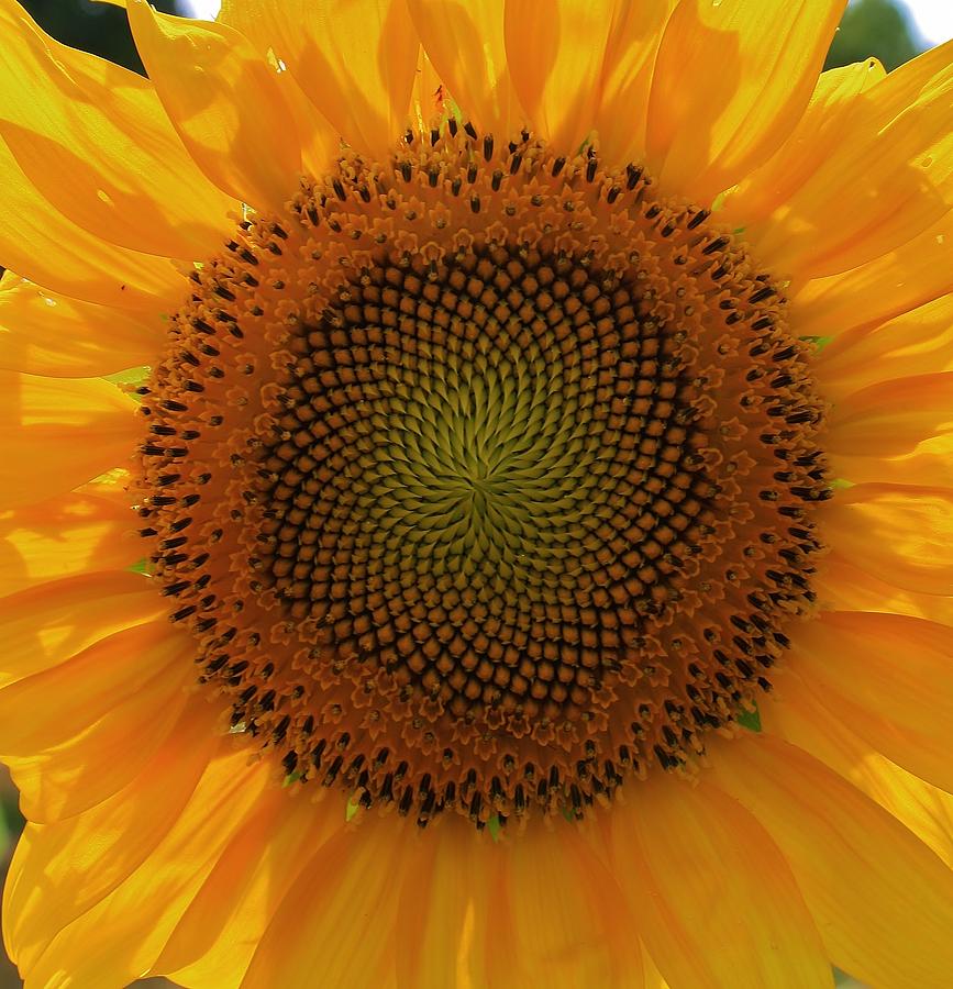 Sunflower Photograph - Sunflower Delight by Bruce Bley