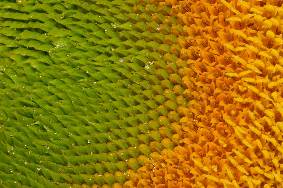 Sunflower detail Photograph by Jean Noren