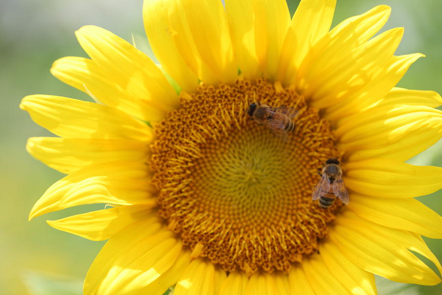 Sunflower Photograph by Diana Bowe - Fine Art America