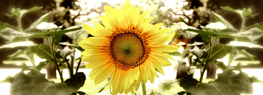 Sunflower Photograph - Sunflower by Photography Art