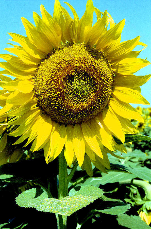 Sunflower Photograph by Emanuel Tanjala