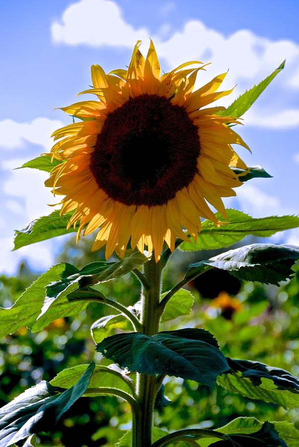 Sunflower Photograph by Eric Tressler