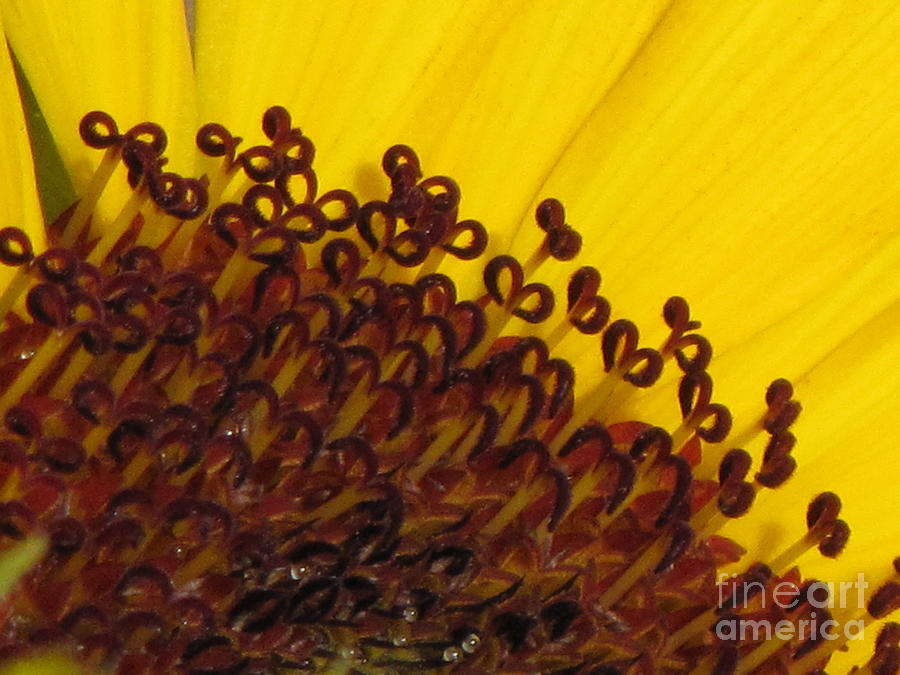 Sunflower Eyeglasses Photograph by Michele Penner