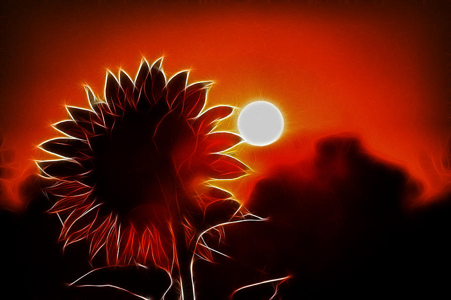 Sunflower Facing Sunrise Photograph by Lynne Jenkins