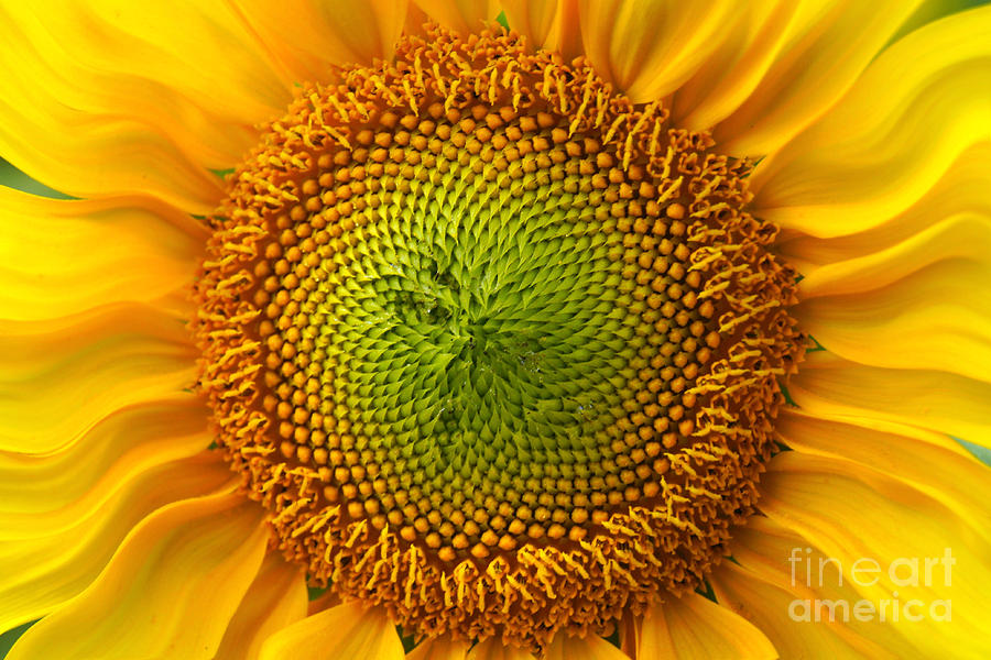 Sunflower Fantasy Photograph by Benanne Stiens