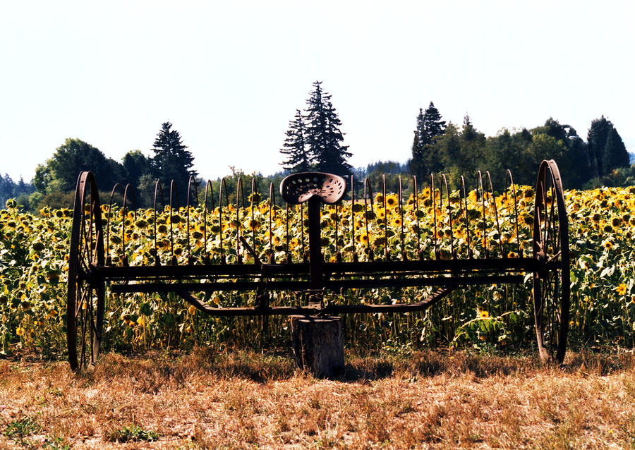 Sunflower Farm Scene Photograph by Maureen E Ritter