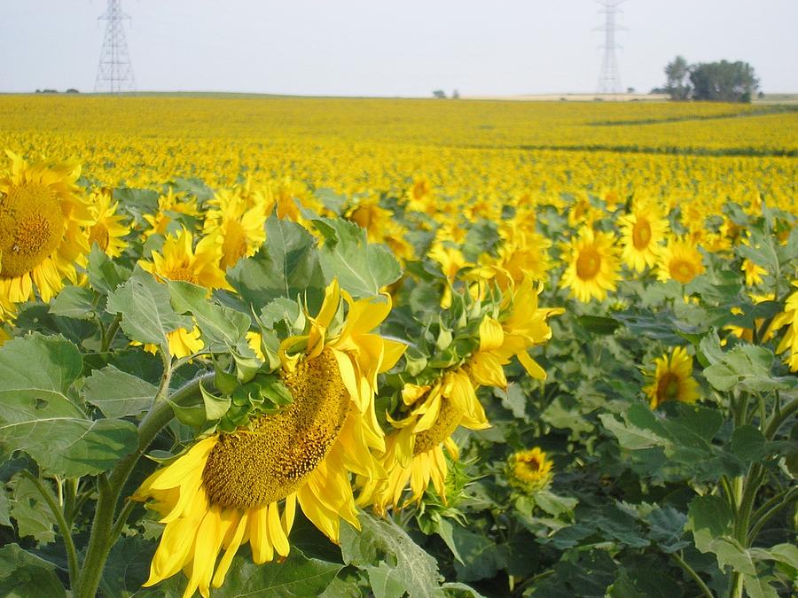 Sunflower Field Photograph by Jayne Kerr 
