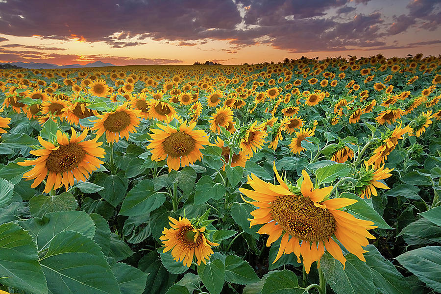 Sunflower Field In Longmont, Colorado by Lightvision