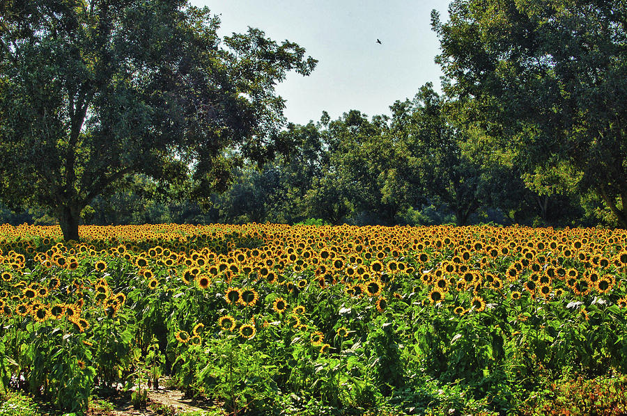 Sunflower Field in the Trees Digital Art by Michael Thomas