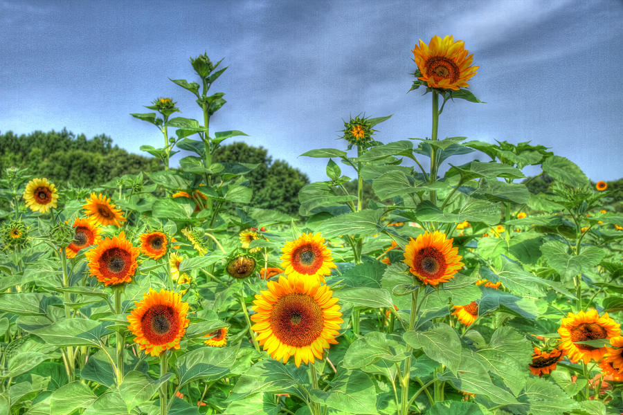 Sunflower Field Photograph by Joe Myeress