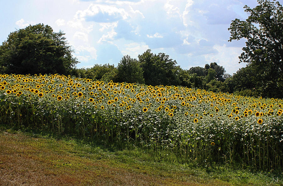 Sunflower Field Photograph by Kristin Elmquist