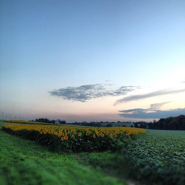 Sunflower Field! Photograph by Liz K