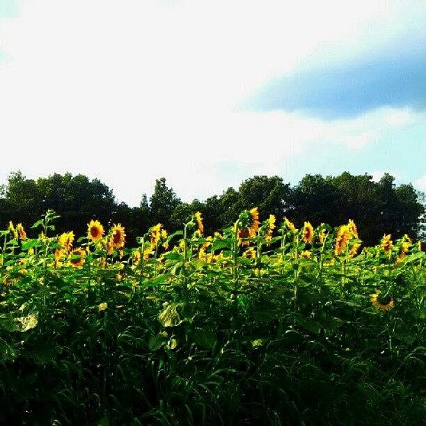 Sunflower Photograph - #sunflower Field. Route 15 New Jersey by Radiofreebronx Rox