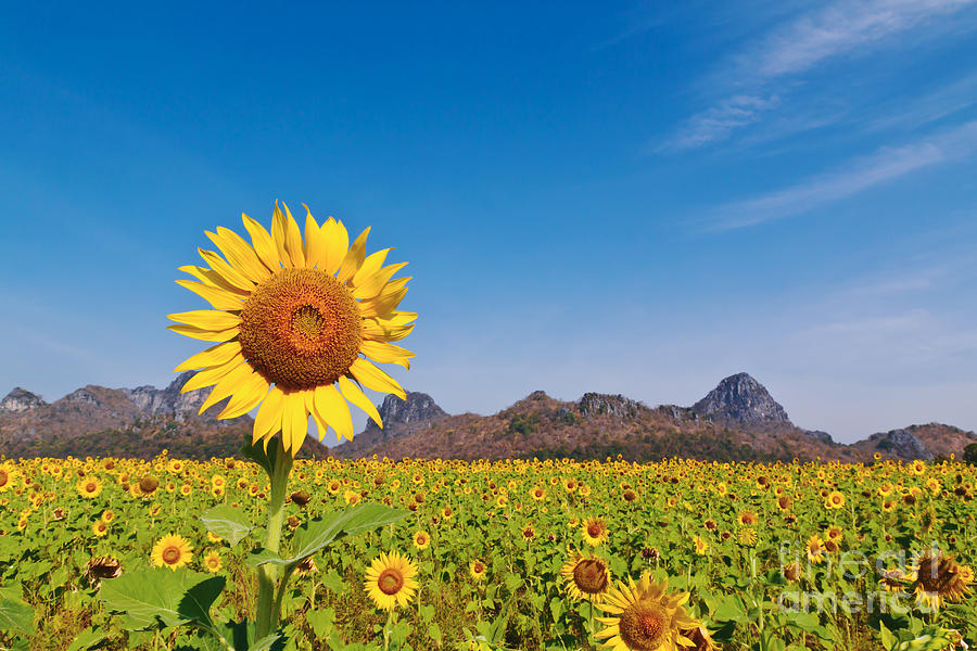 Sunflower field  Photograph by Tosporn Preede