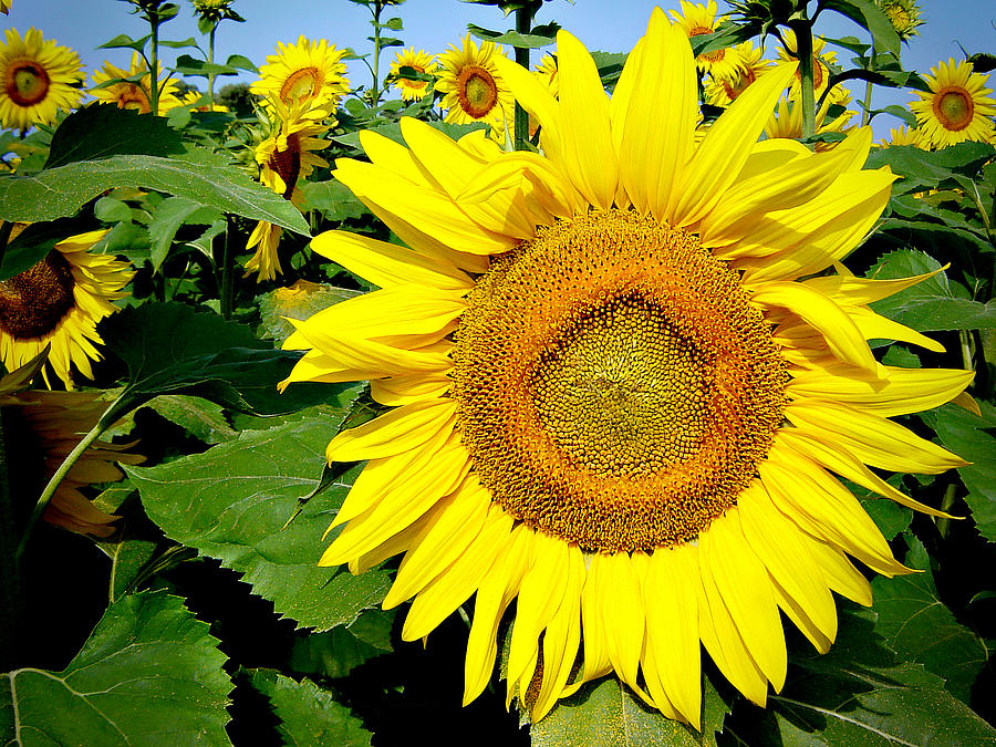 Sunflower Fields 1 Photograph by Julie Palencia