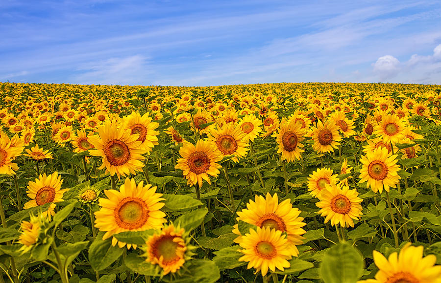 Sunflower Fields Photograph by Agustin Rafael C. Reyes