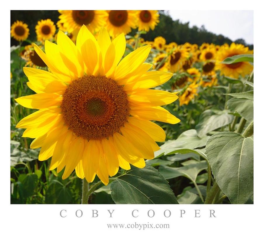 Sunflower fields Photograph by Coby Cooper