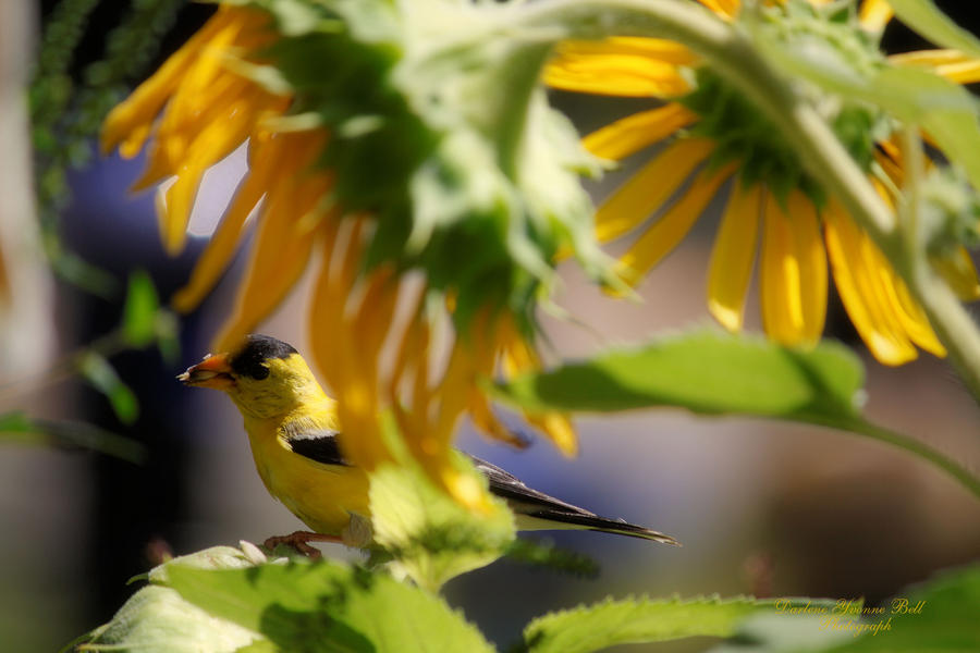 Sunflower Finch Photograph by Darlene Bell - Fine Art America