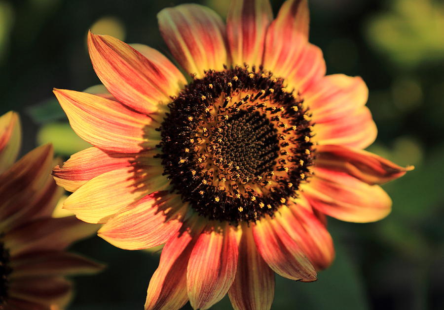 Sunflower Finds a Sunny Spot Photograph by Scott Rackers