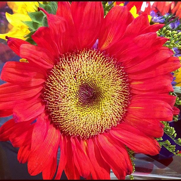 Sunflower Photograph - #sunflower #flower #floweroftheday by Shari Malin