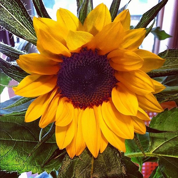 Sunflower Photograph - Sunflower #flower #sunflower #plant by Lisa Thomas