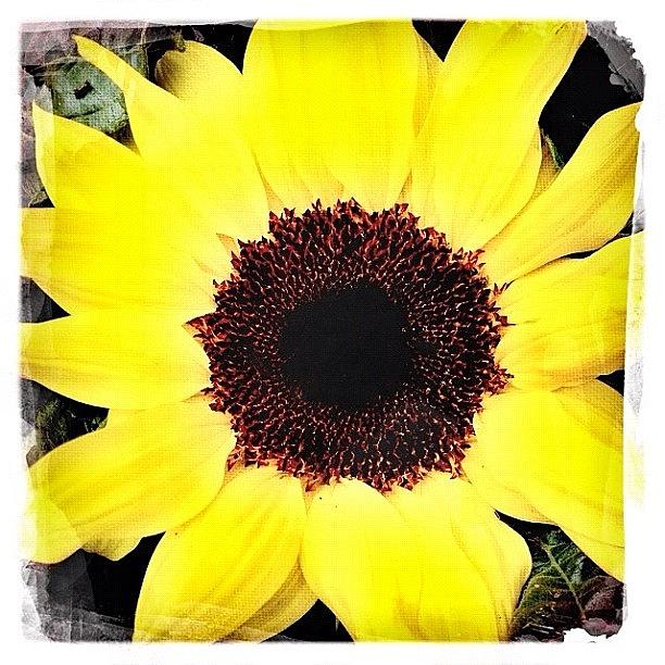 Sunflower Photograph - Sunflower #flower #sunflower by Shelley Walsh