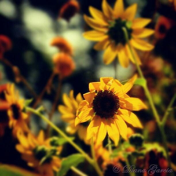 Sunflower Photograph - #sunflower #flower #yellow #pretty by Diana Garcia