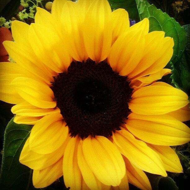 Sunflower Photograph - #sunflower #floweroftheday #flower by Carola @ Rotterdam Netherlands