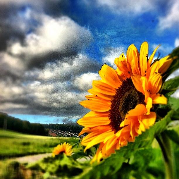 Sunflower Flowerpower Photograph by Urs Steiner