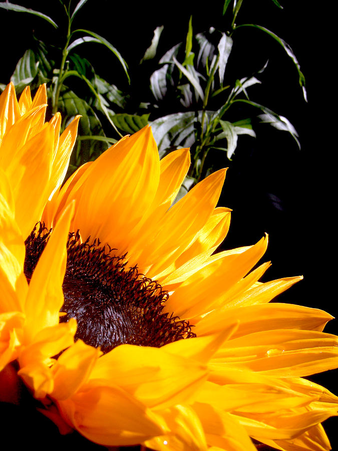 Vincent Van Gogh Photograph - Sunflower from the Right  by Jon Baldwin  Art