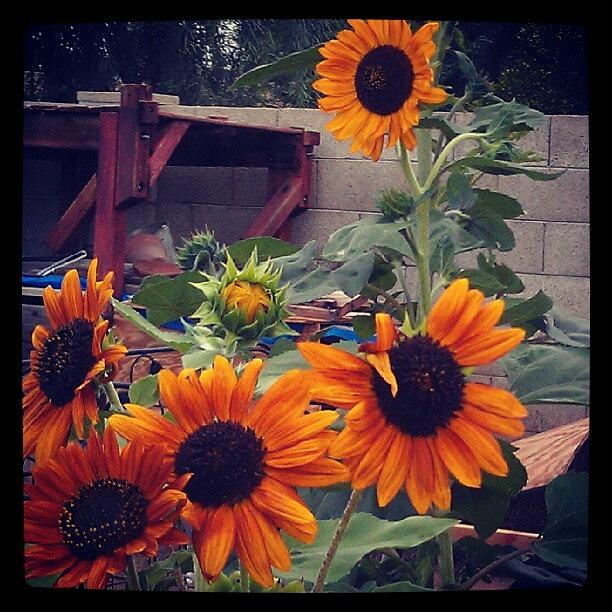 Sunflower Photograph - #sunflower #garden #arizona by Dave Moore