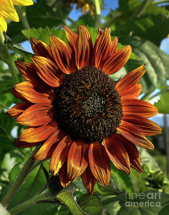 Sunflower Drawing - Sunflower Garden by Diane E Berry