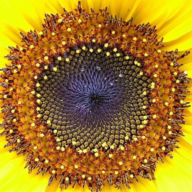 Sunflower Photograph by Gareth Brand