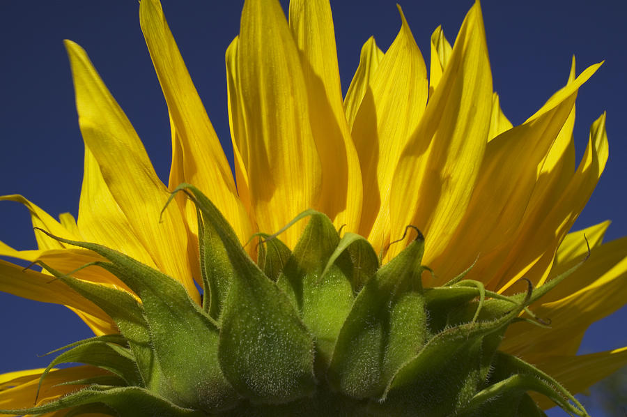 Sunflower Photograph - Sunflower by Garry Gay