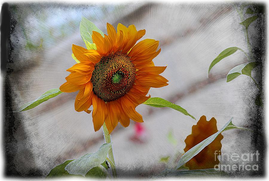 Sunflower Hdr Photograph by John  Kolenberg