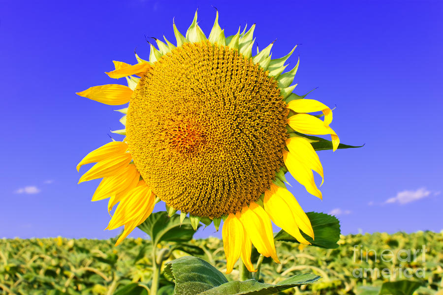 Sunflower Photograph - Sunflower head by Volodymyr Chaban