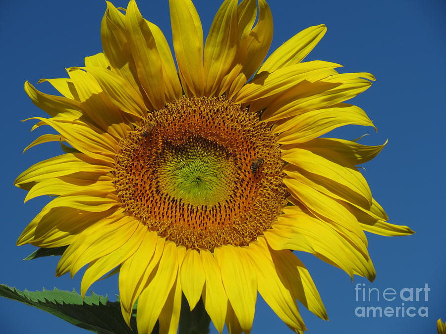 Sunflower Photograph by Heath | Fine Art America