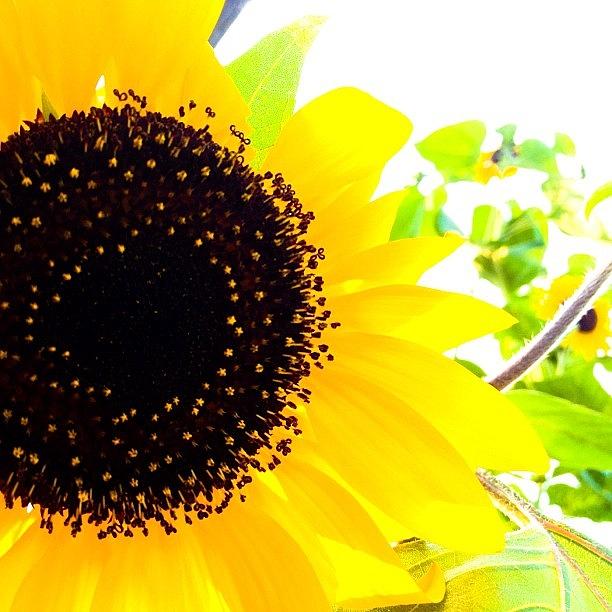 Summer Photograph - #sunflower #himawari #yellow #summer by Yutaka Sawada
