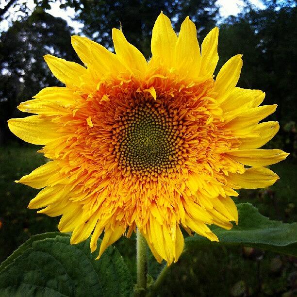 Summer Photograph - Sunflower by Igor Shevchenko