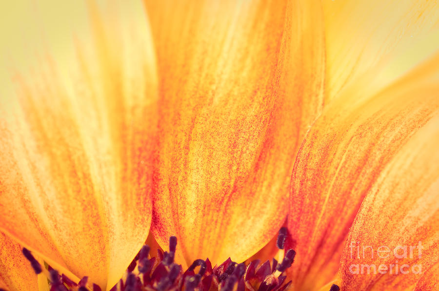 Sunflower II Photograph by Silvia Ganora