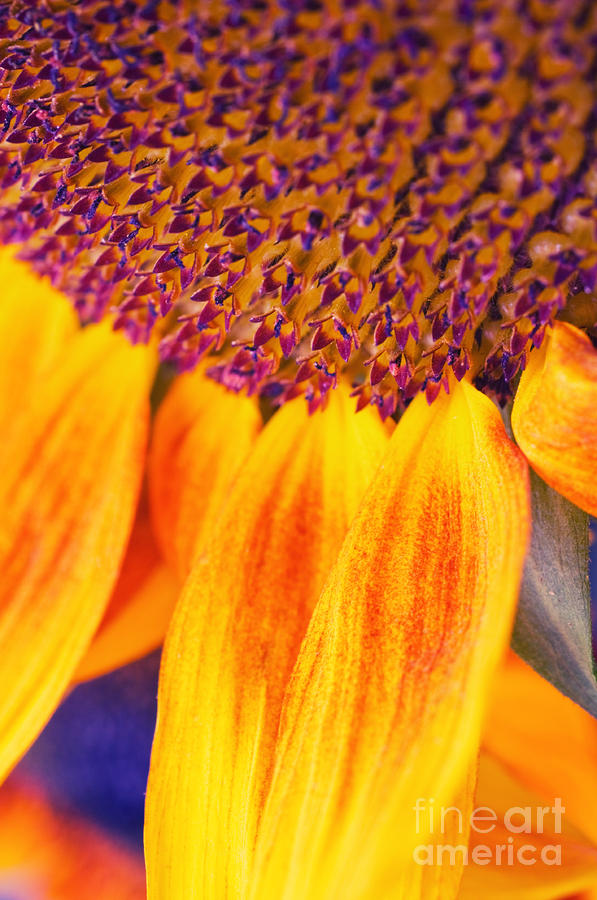 Sunflower III Photograph by Silvia Ganora