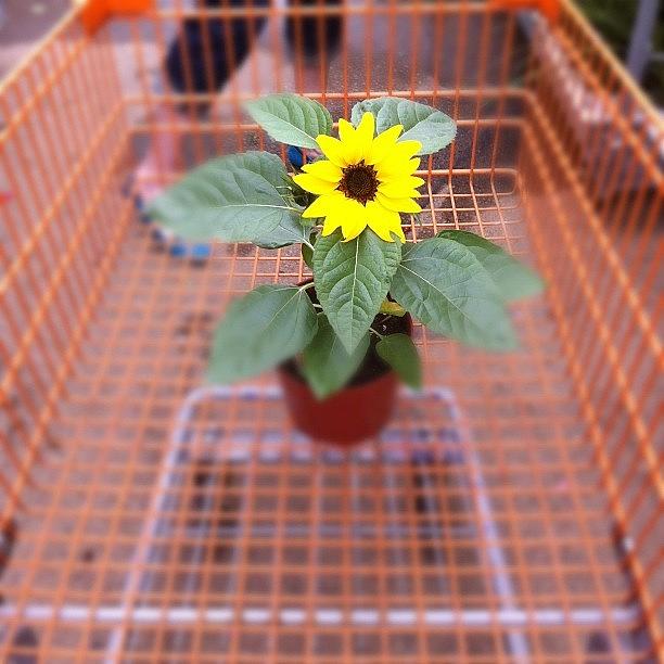 Sunflower In A Shopping Cart Photograph by Steve Garfield
