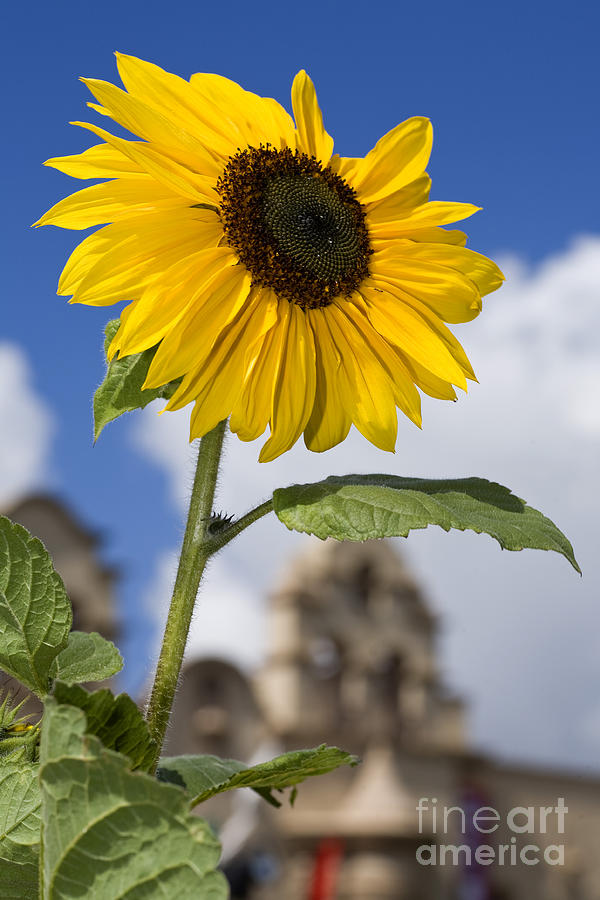 Sunflower in Balboa Park Photograph by Daniel  Knighton