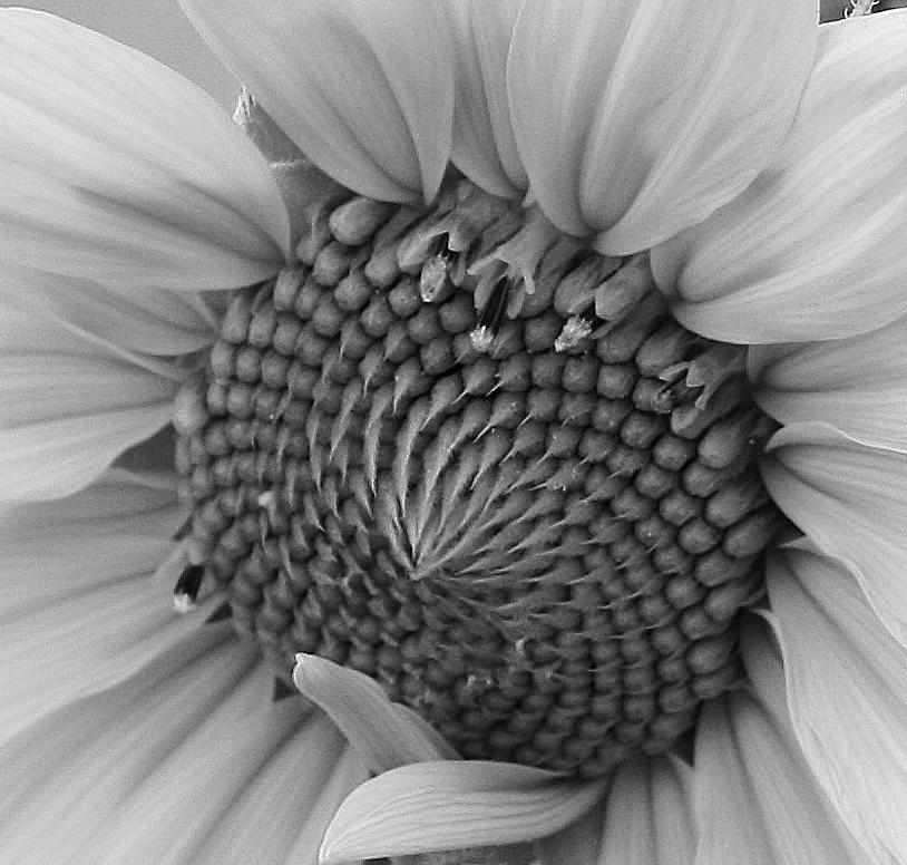Sunflower in Black and White Photograph by Bruce Bley