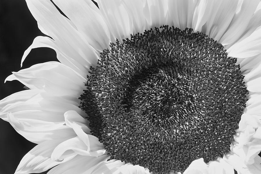 Sunflower In Black And White Photograph by Phyllis Denton