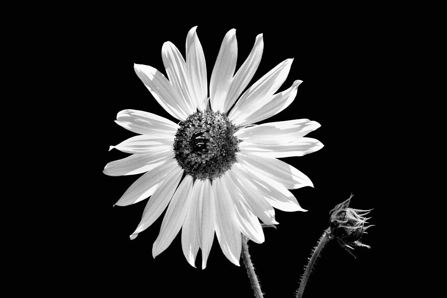 Sunflower In Black And White Photograph by Tracie Schiebel