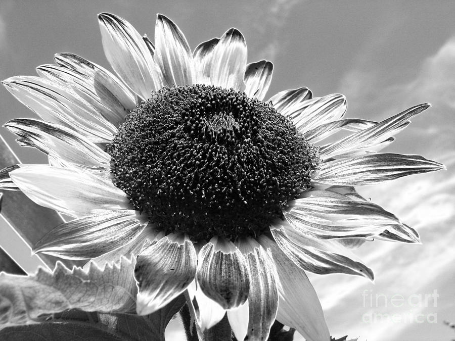 Sunflower in Black and White Photograph by Vivian Christopher