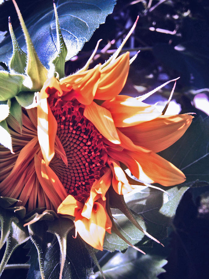 Sunflower Photograph - Sunflower In Bloom  by Jon Baldwin  Art
