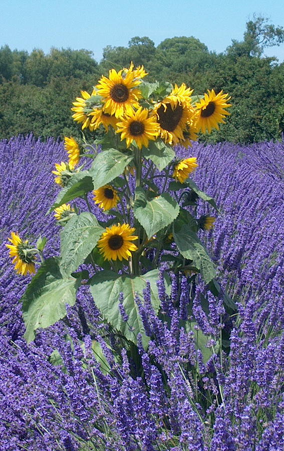 Sunflower Lavender by Donna Meadows Pixels