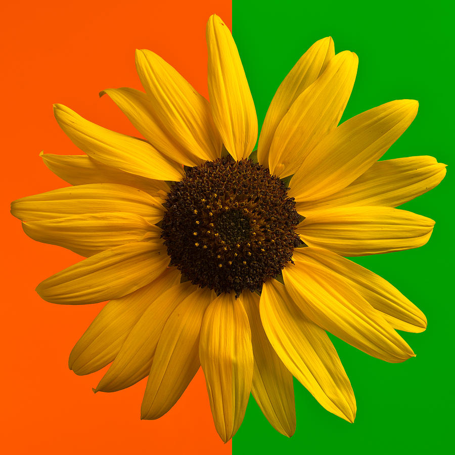 Sunflower In Orange And Green Photograph